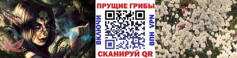 Галлюциногенные грибы Psilocybe  дарнет шоп  Катав-Ивановск 